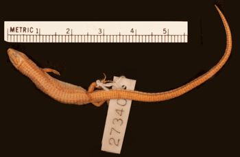 Media type: image;   Herpetology R-27340